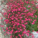 Dianthus deltoides 'Nelli'